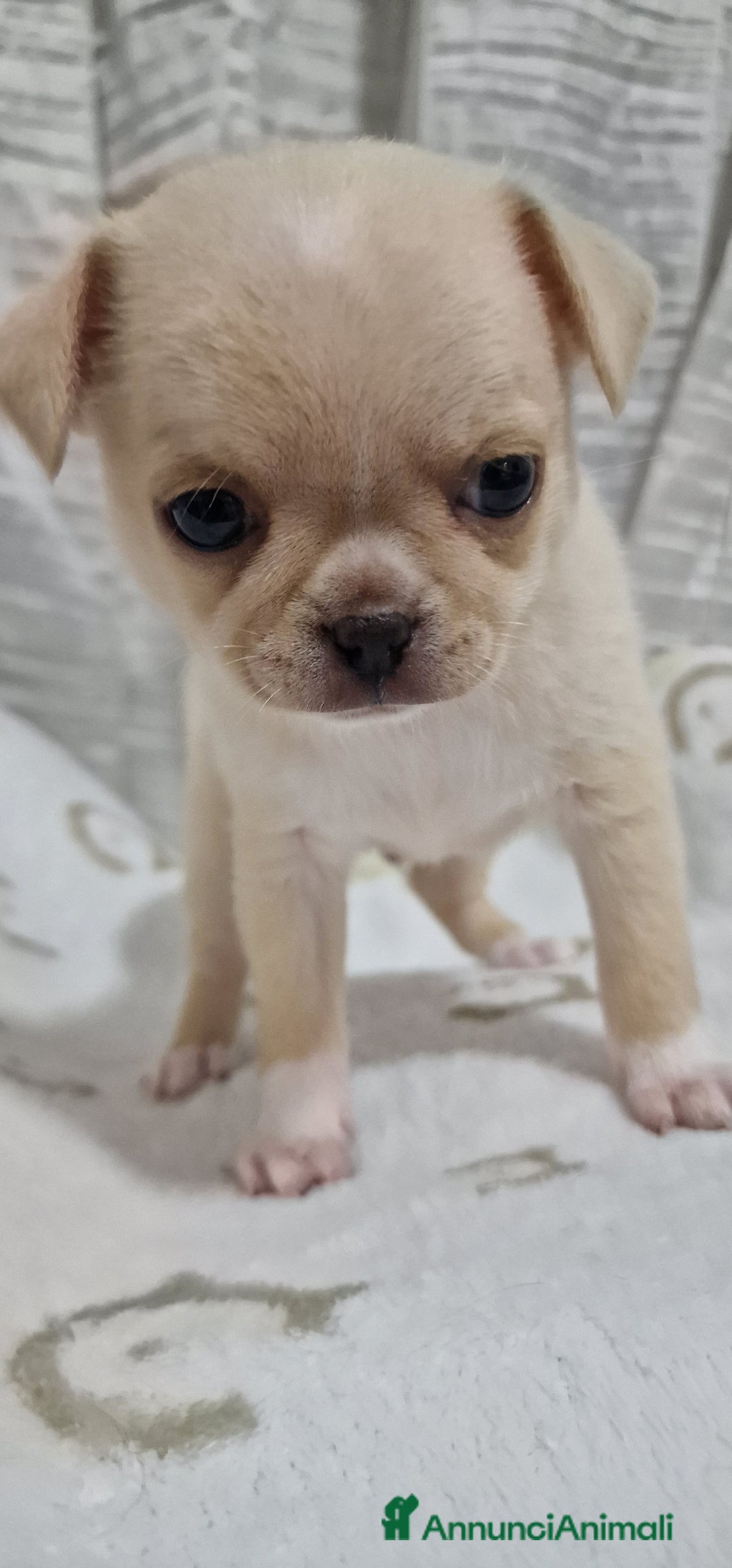 Chihuahua cani in vendita: Chihuahua maschietto - Immagine 3