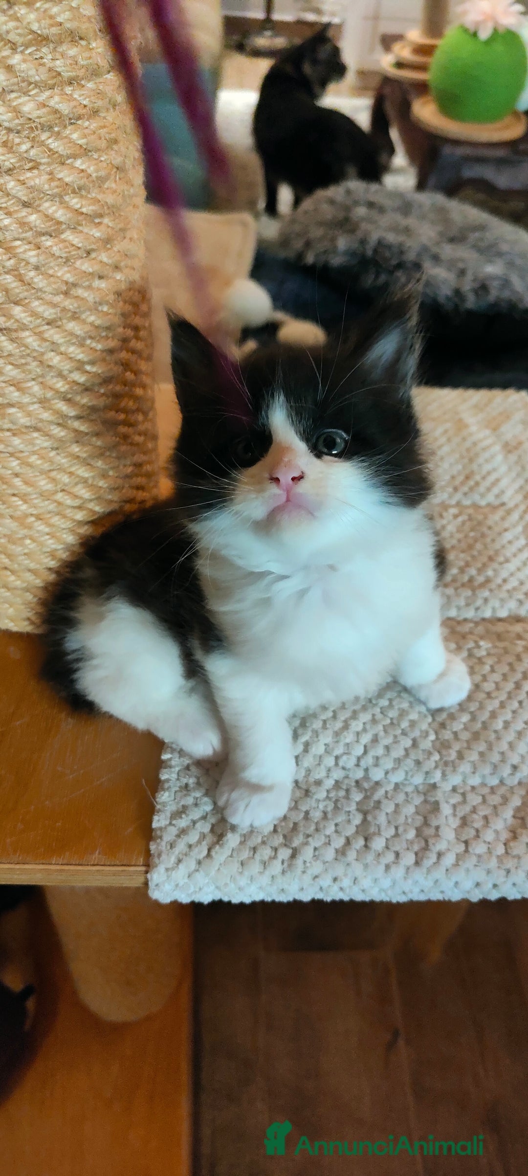 Maine Coon gatti in vendita: piccoli giganti Cattery - Annuncio 32