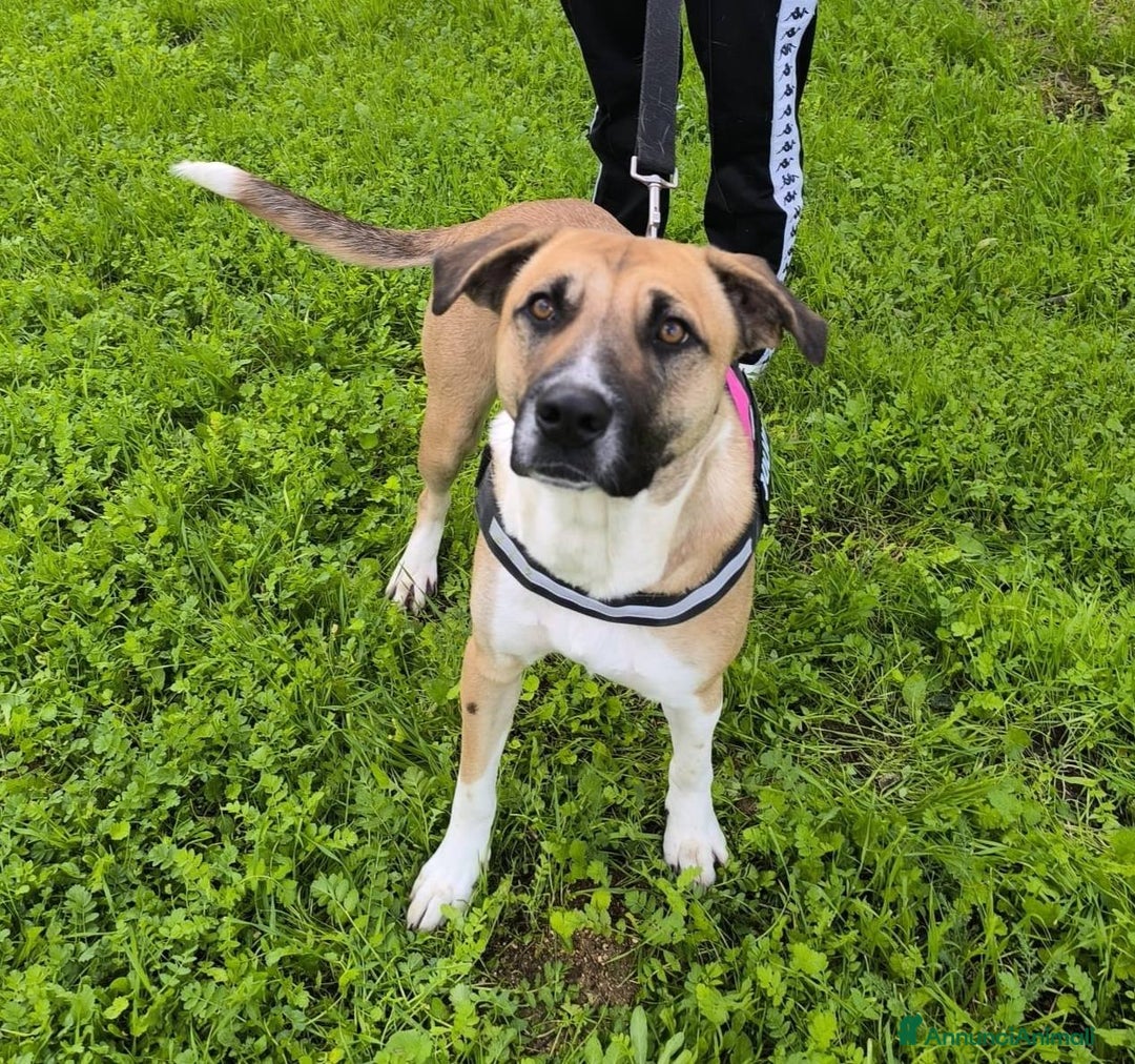 Meticcio cani in regalo: Bibi, bella e buona - Annuncio 1