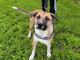 Meticcio cani Bibi, bella e buona - Annuncio 13