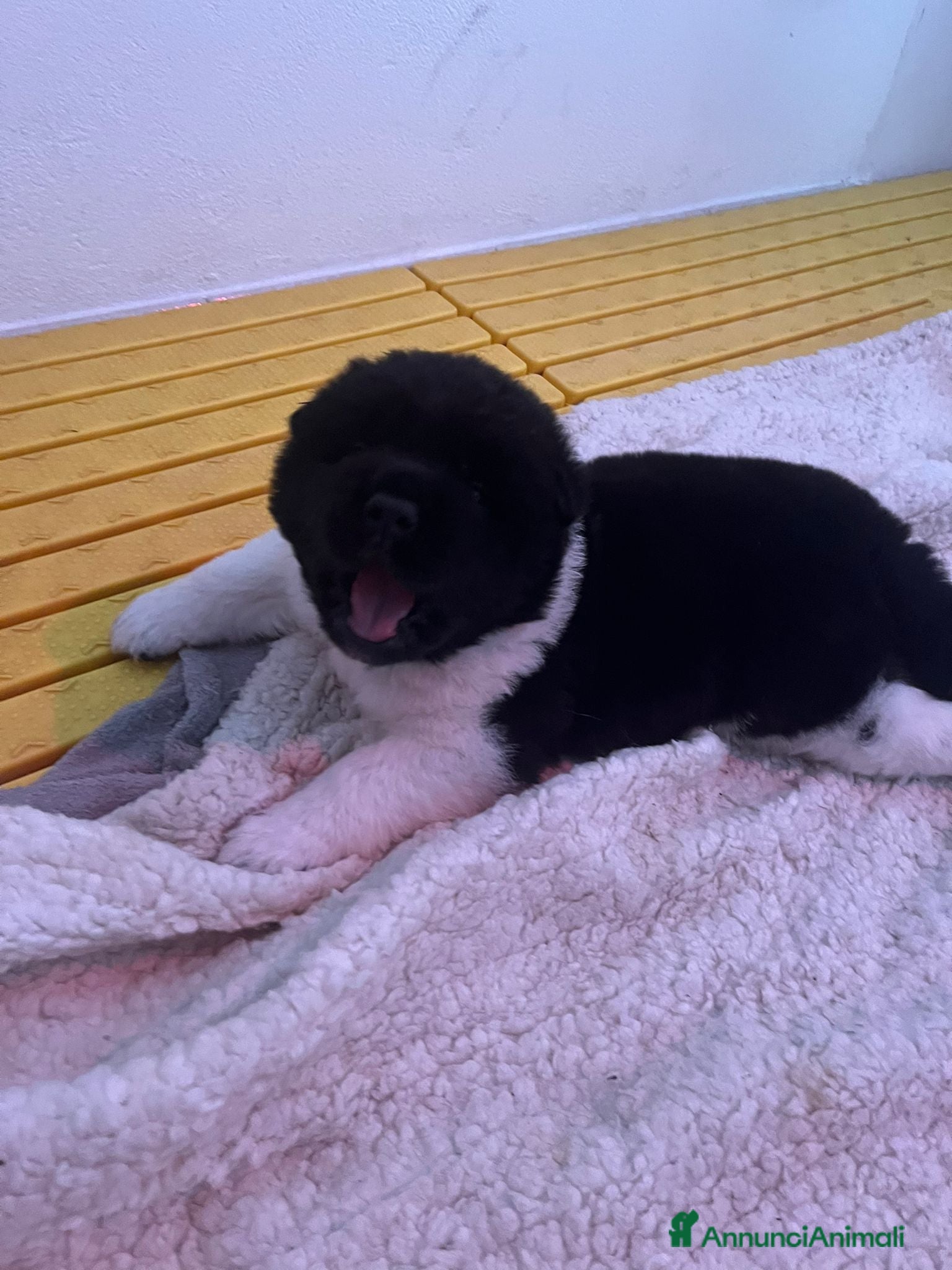 Akita Americano cani Cuccioli di Akita Americano  - Annuncio 1