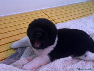 Akita Americano cani Cuccioli di Akita Americano - Annuncio 1