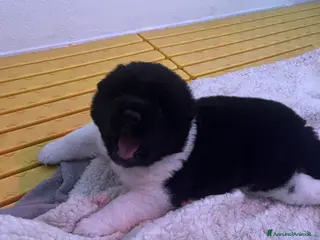 Akita Americano cani Cuccioli di Akita Americano - Annuncio 17