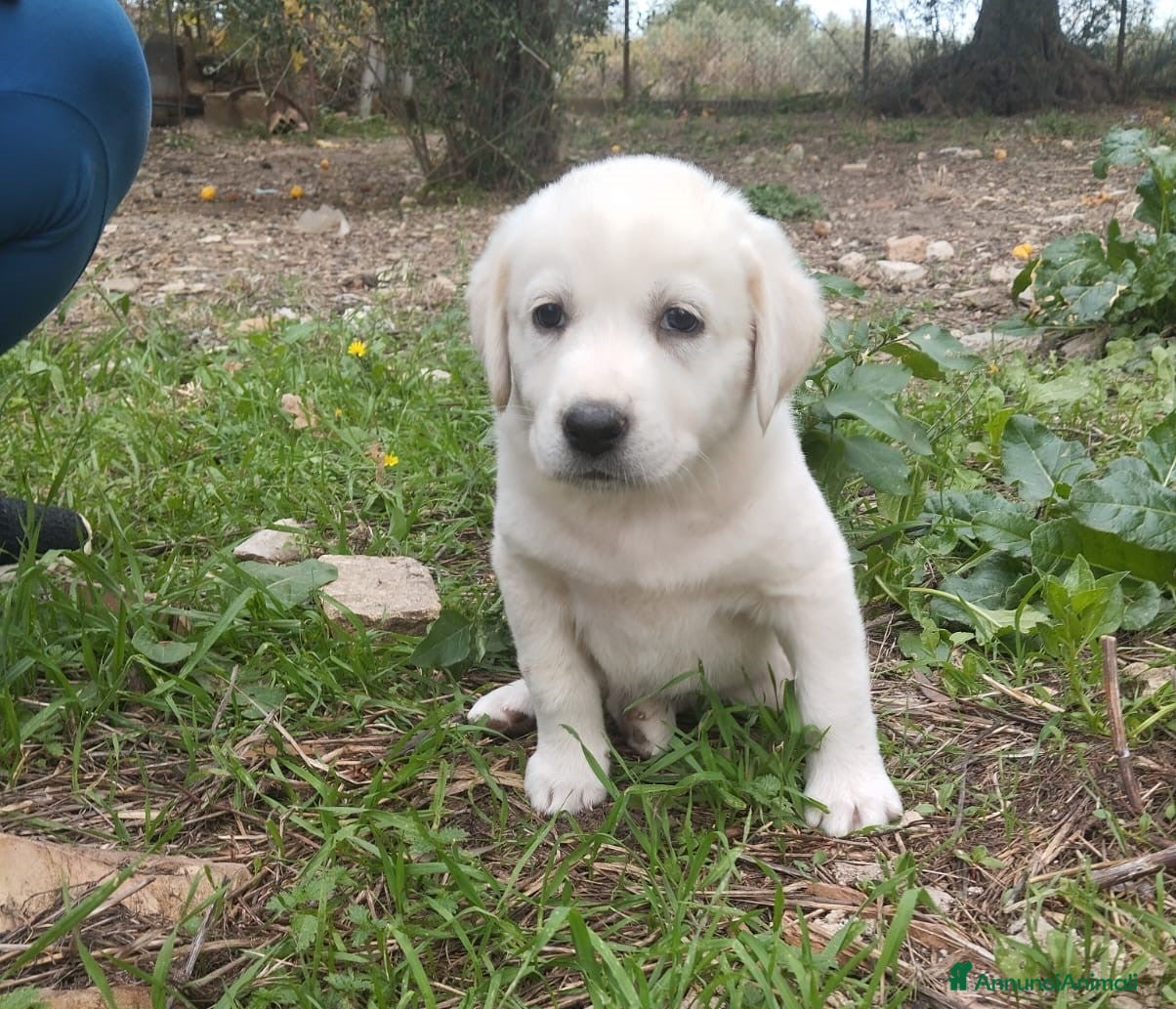 Altre razze cani Lola, cucciola simil labrador cerca casa  a Città metropolitana di Roma Capitale - Annuncio 38