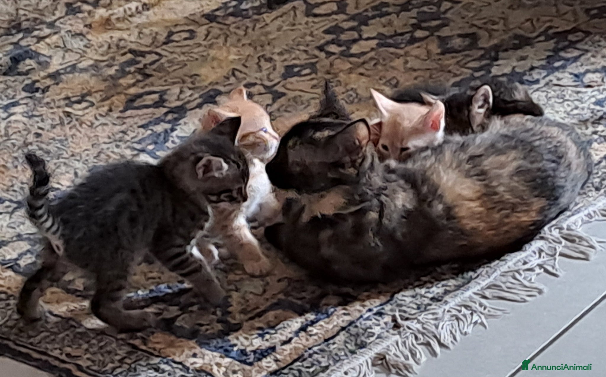 Europeo gatti in regalo: Splendidi gattini cercano casa - Annuncio 2