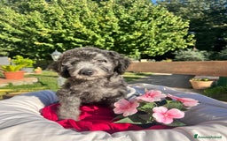 Barboncino cani in vendita: Barboncino  - Annuncio 8