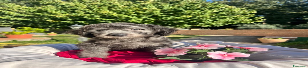 Barboncino Cucciolo 2