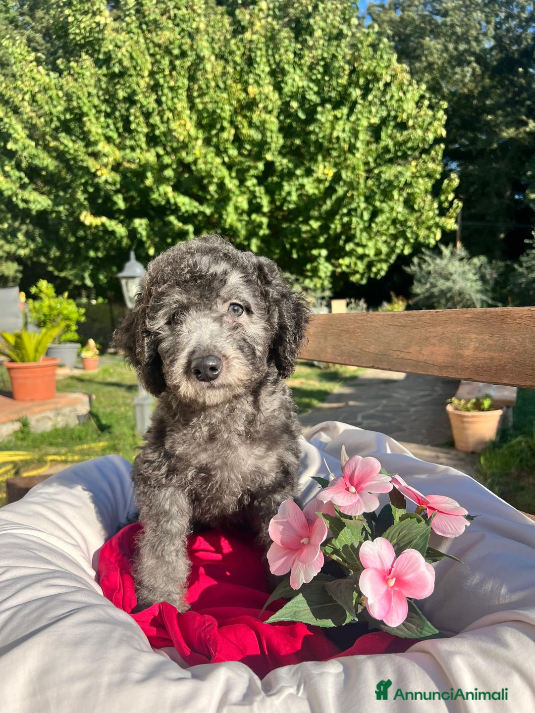 Barboncino cani in vendita: Barboncino  - Annuncio 8