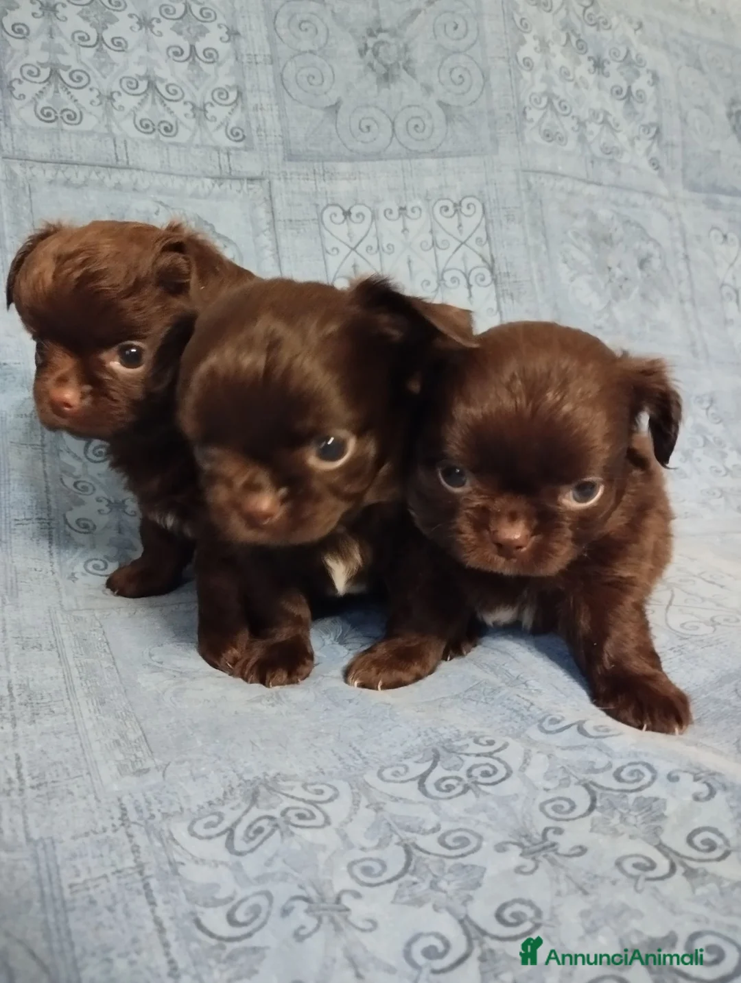 Chihuahua cani in vendita: Chihuahua  a Provincia di Mantova - Annuncio 2