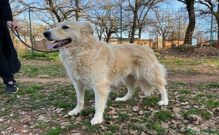 Meticcio cani - Annuncio 14