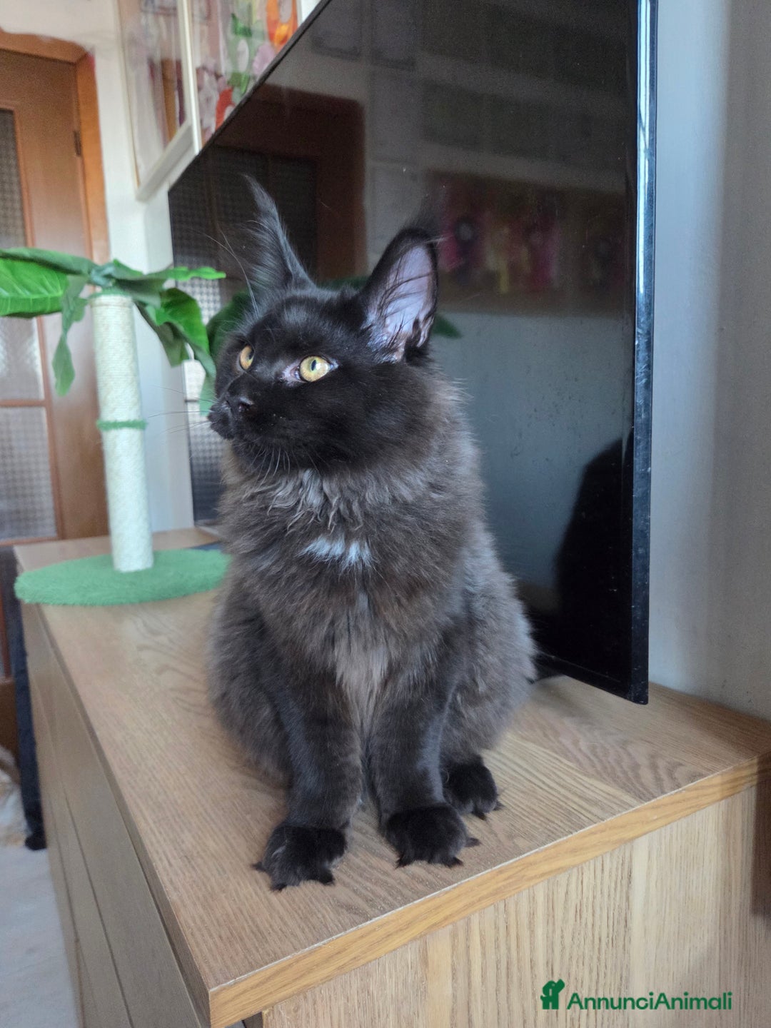 Maine Coon gatti in vendita: Ultimi 4 cuccioli Maine Coon - Annuncio 6