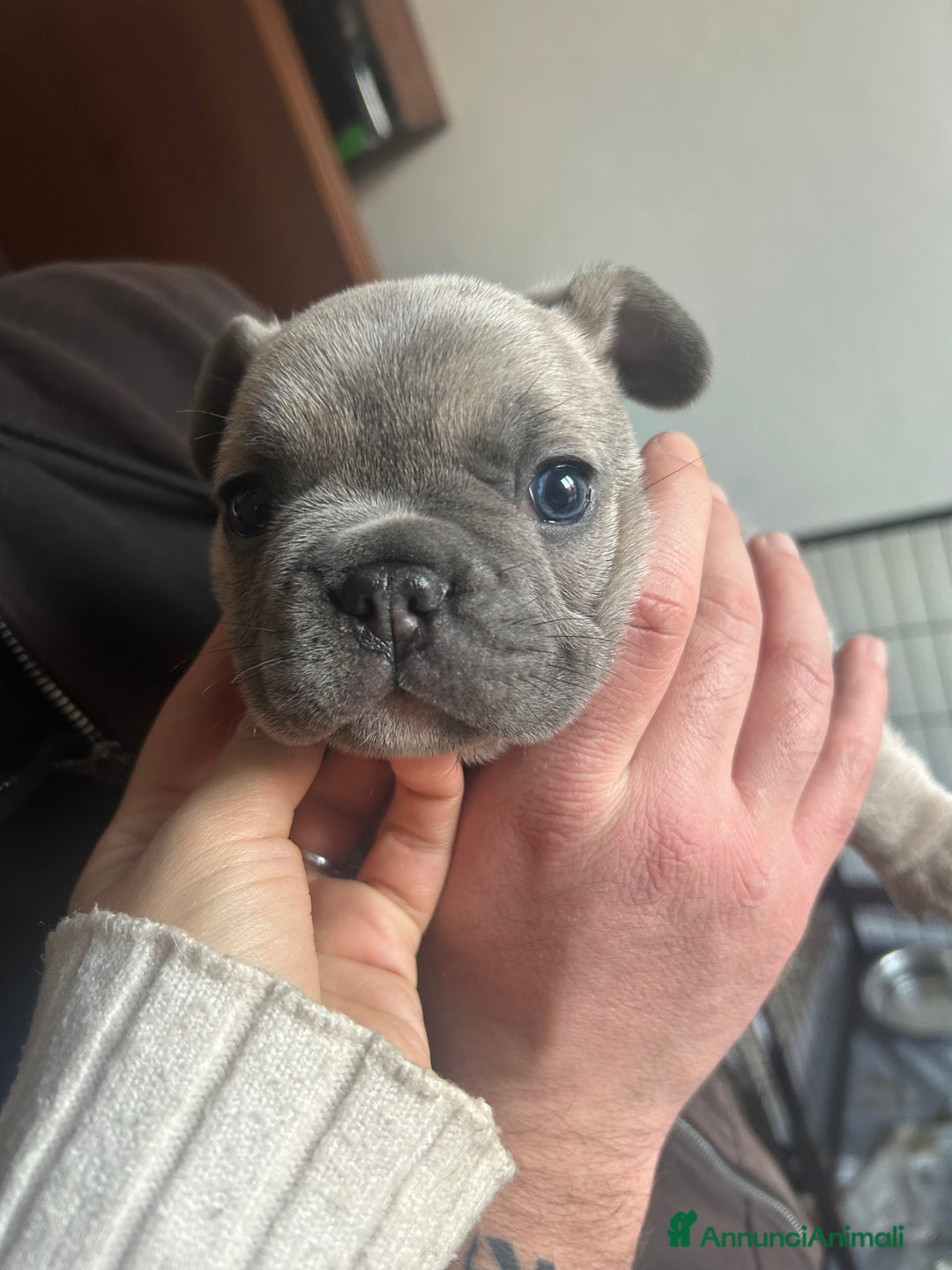 Bulldog Francese cani in vendita: Bulldog Francesi Blue  - Annuncio 1