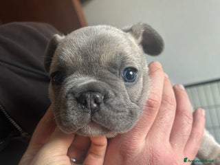 Bulldog Francese cani Bulldog Francesi Blue - Annuncio 1