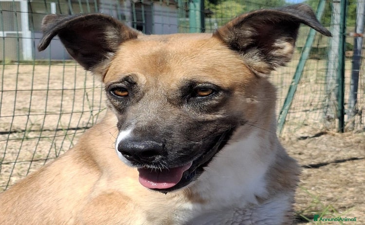 Meticcio cani a Provincia di Alessandria - Annuncio 10