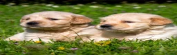 Golden Retriever cani in vendita: Golden Retriever  - Annuncio 2