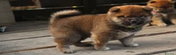 Shiba Inu cani in vendita: Ultimo cucciolo di Shiba inu con pedigree. - Annuncio 3