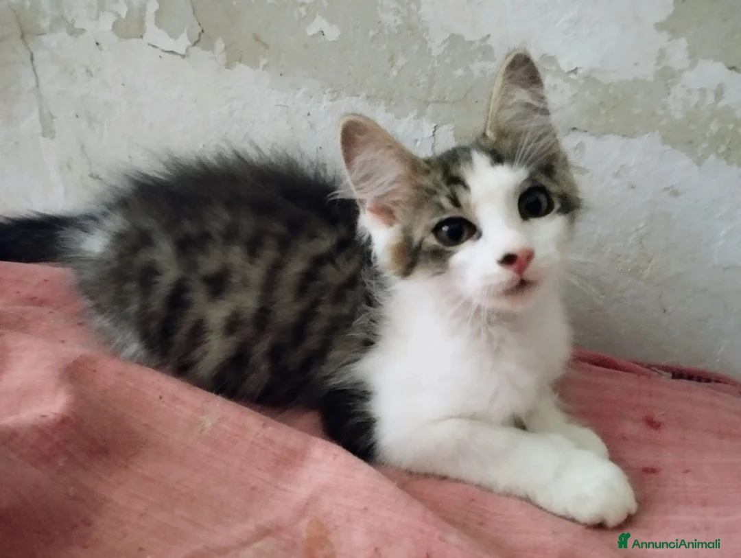 Europeo gatti in regalo: Dolce lucrezia - Annuncio 2