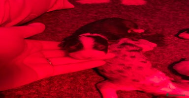 Australian Shepherd cani Australian Shepherd  - Annuncio 3