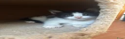 Meticcio gatti in regalo: Iris, bellissima - Annuncio 4