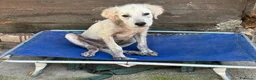 Meticcio cani in regalo: ELVIS CUCCIOLO incrocio golden retriever adozione - Annuncio 3