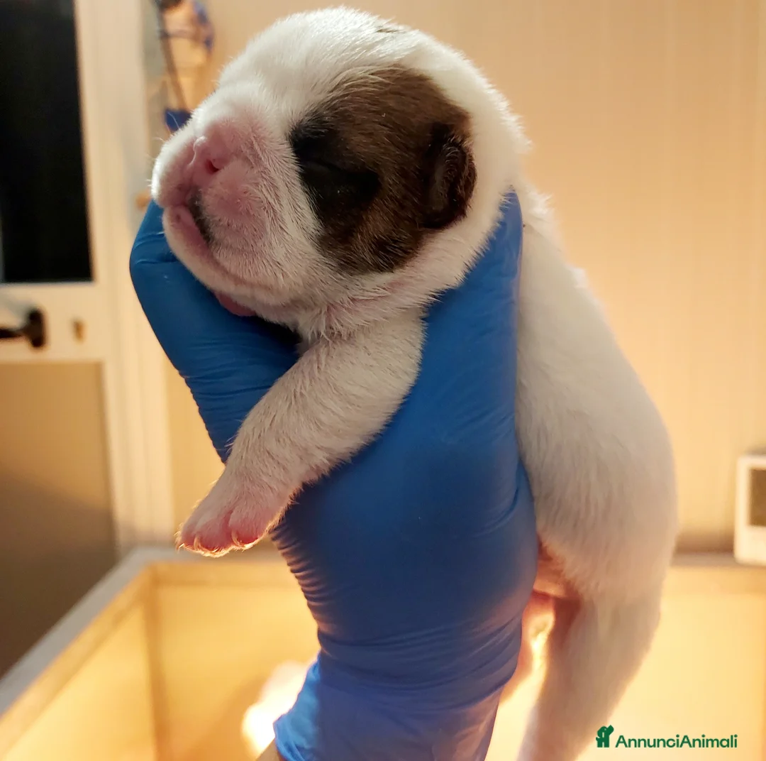 Bulldog cani in vendita: CUCCIOLI BULLDOG INGLESE  - Annuncio 8