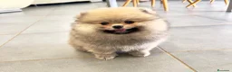 Spitz cani in vendita: Pomerania Spitz toy nano  - Annuncio 3