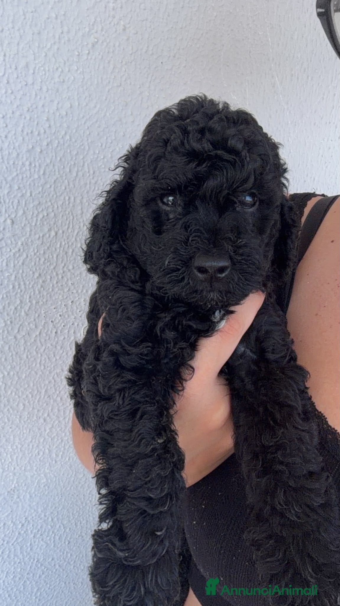 Barboncino cani Barboncini  - Annuncio 7