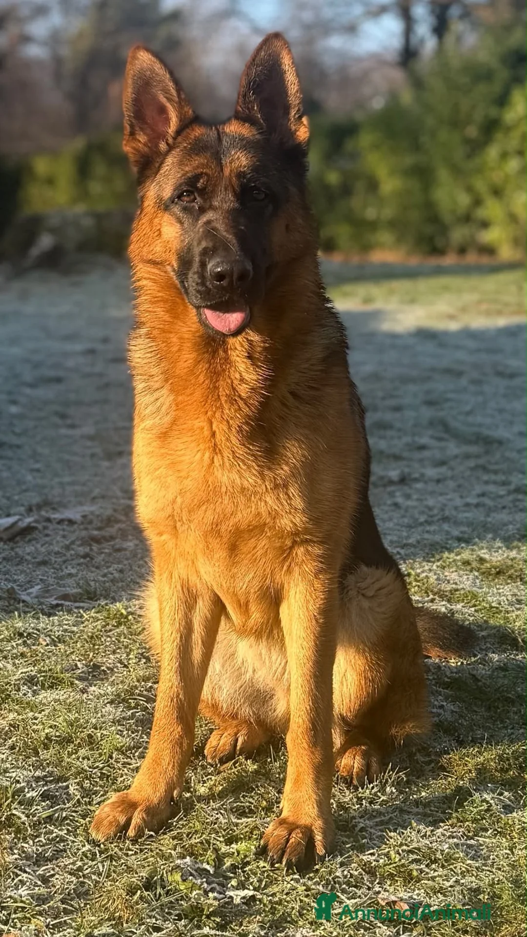 Pastore Tedesco cani in vendita: Cuccioli pastore tedesco  a Provincia di Como - Annuncio 2