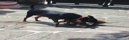 Pinscher Miniatura cani in vendita: Cuccioli Pinscher nano  - Annuncio 5