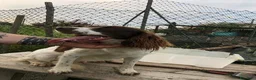 Meticcio cani in regalo: LUCIO timido ma anche dolce - Annuncio 2