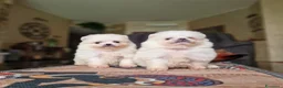 Spitz cani in vendita: Spitz di Pomerania NANO tedesco  - Annuncio 11
