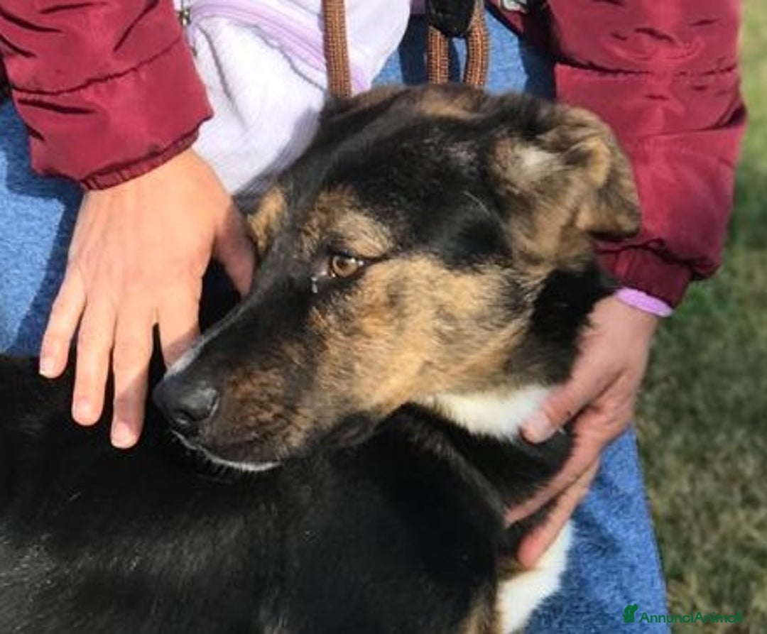 Meticcio cani in regalo: Alfred, occhi dolci e cuore grande a Provincia di Latina - Annuncio 5