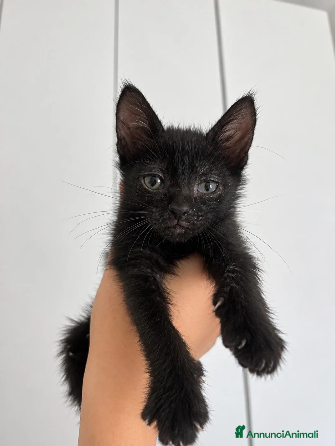Meticcio gatti in regalo: Gattino cerca famiglia amorevole  - Annuncio 1