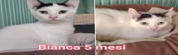 Altre razze gatti in regalo: GATTINI BISOGNOSI IN CERCA D'AMORE  a Città Metropolitana di Bologna - Annuncio 3