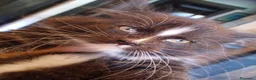 Maine Coon gatti in vendita: Maine coon con pedigree ENFI anche libero  - Annuncio 3