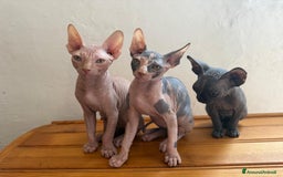 Sphynx gatti in vendita: Sphynx in vendita a Provincia di Ancona - Immagine 5