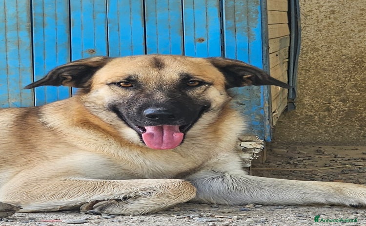 Meticcio cani - Annuncio 6