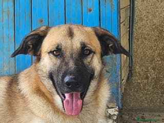 Meticcio cani Jimmy uno sguardo pieno di fiducia - Annuncio 29