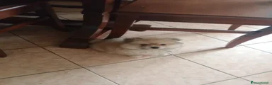 Spitz Cucciolo 1