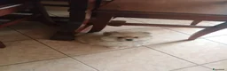 Spitz cani in vendita: Cuccioli volpino spitz  a Provincia di Como - Annuncio 3