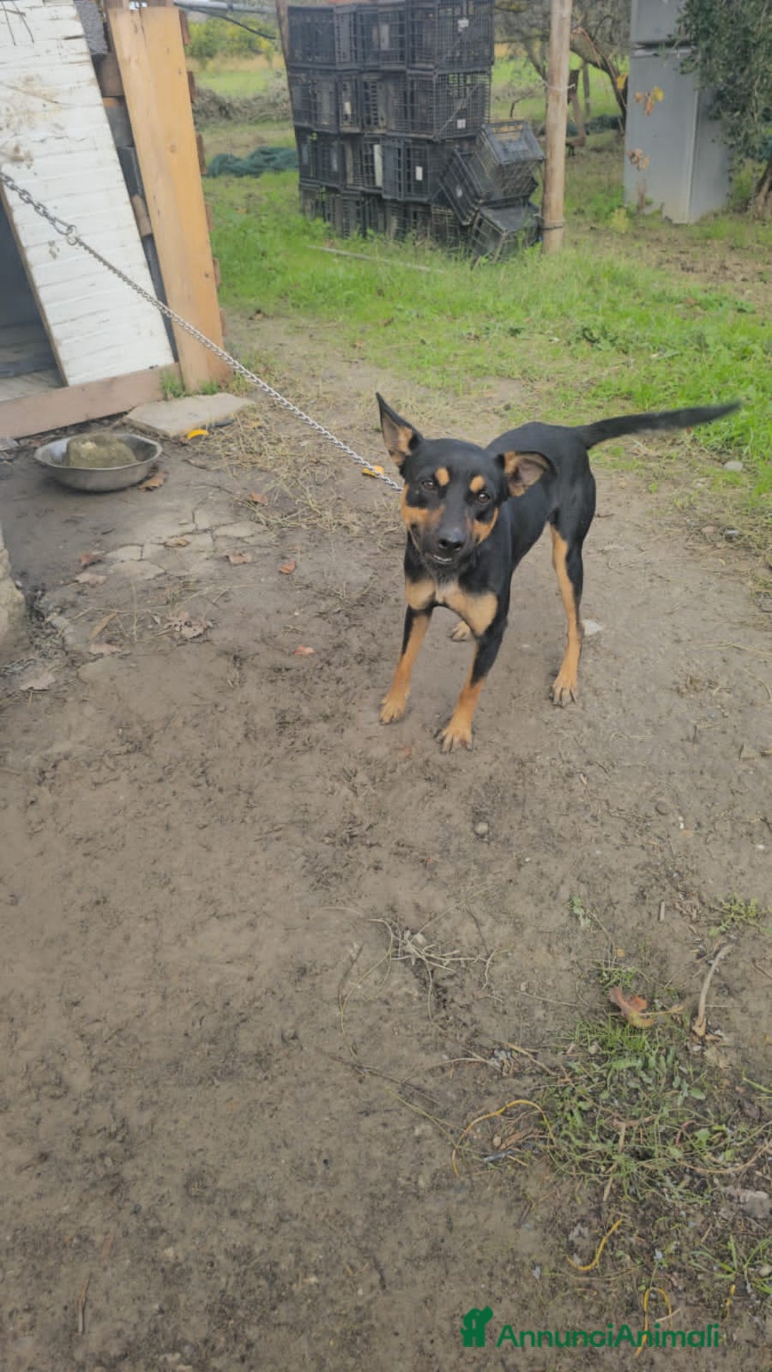 Altre razze cani in regalo: coco  - Annuncio 4