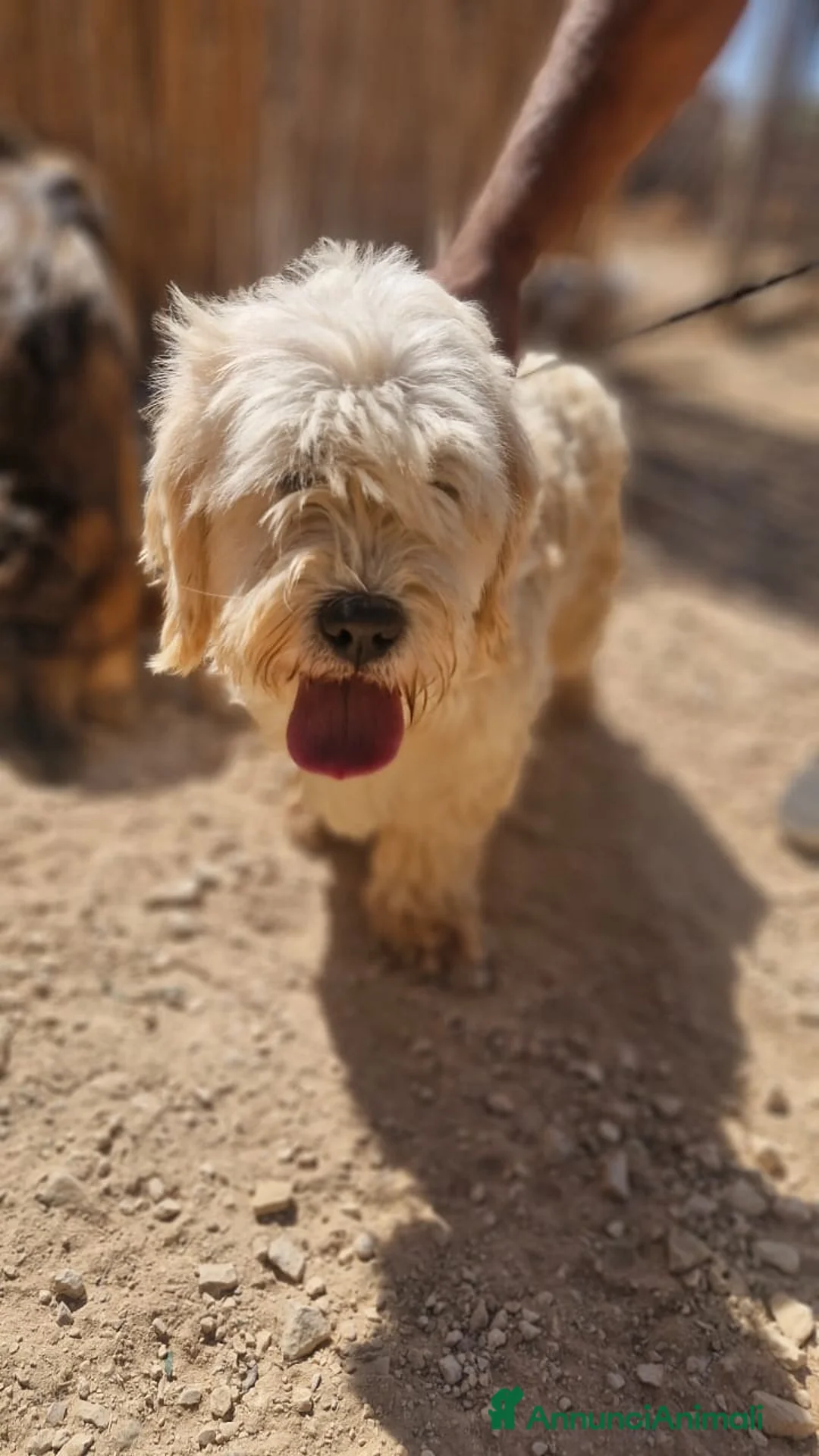 Meticcio cani in regalo: Snoopy, un meticcio coccolone - Annuncio 9