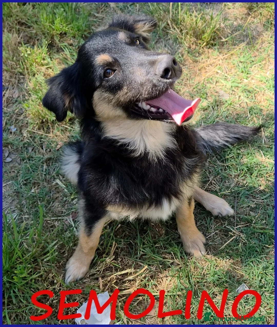 Border Collie cani in regalo: SEMOLINO CUCCIOLOTTO 6 MESI MIX BORDER CERCA MAMMA - Annuncio 1