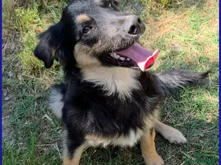 Border Collie cani SEMOLINO CUCCIOLOTTO 6 MESI MIX BORDER CERCA MAMMA - Annuncio 4