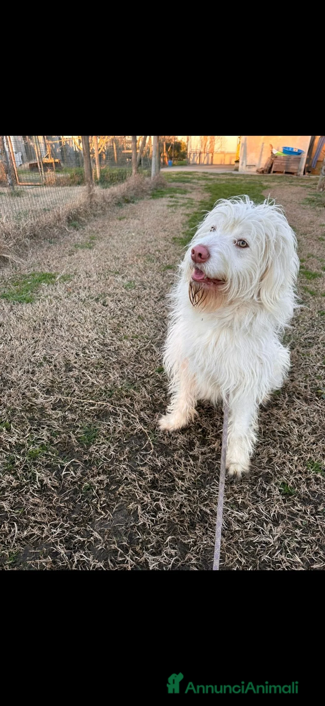 Meticcio cani in regalo: Buttato via dalla sua famiglia!!! a Città Metropolitana di Bologna - Annuncio 7