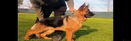 Pastore Tedesco cani in vendita: Cedesi cucciola Pastore tedesco - Annuncio 2