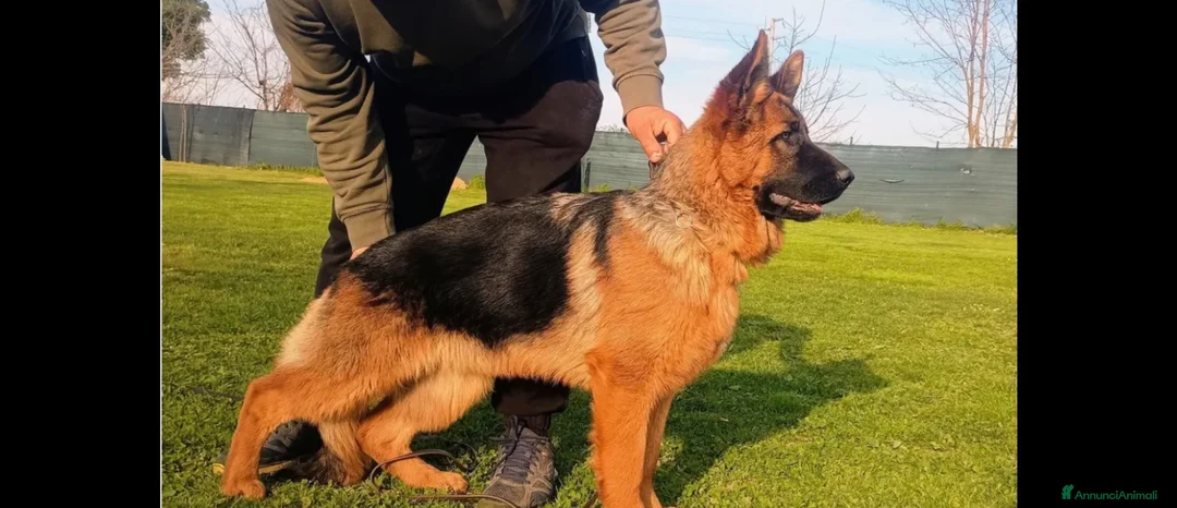 Pastore Tedesco cani in vendita: Cedesi cucciola Pastore tedesco - Annuncio 2