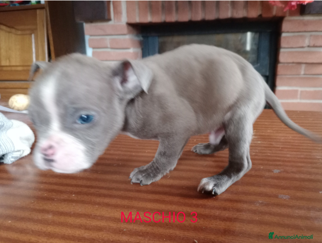 American Bully cani in vendita: American Bully, genitori addestrati da pet terapy  - Annuncio 12