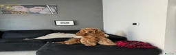Cocker cani per accoppiamento: Fantastico cocker spaniel inglese   - Annuncio 7