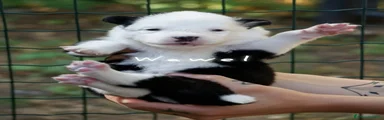Yakutian Laika Cucciolo 1